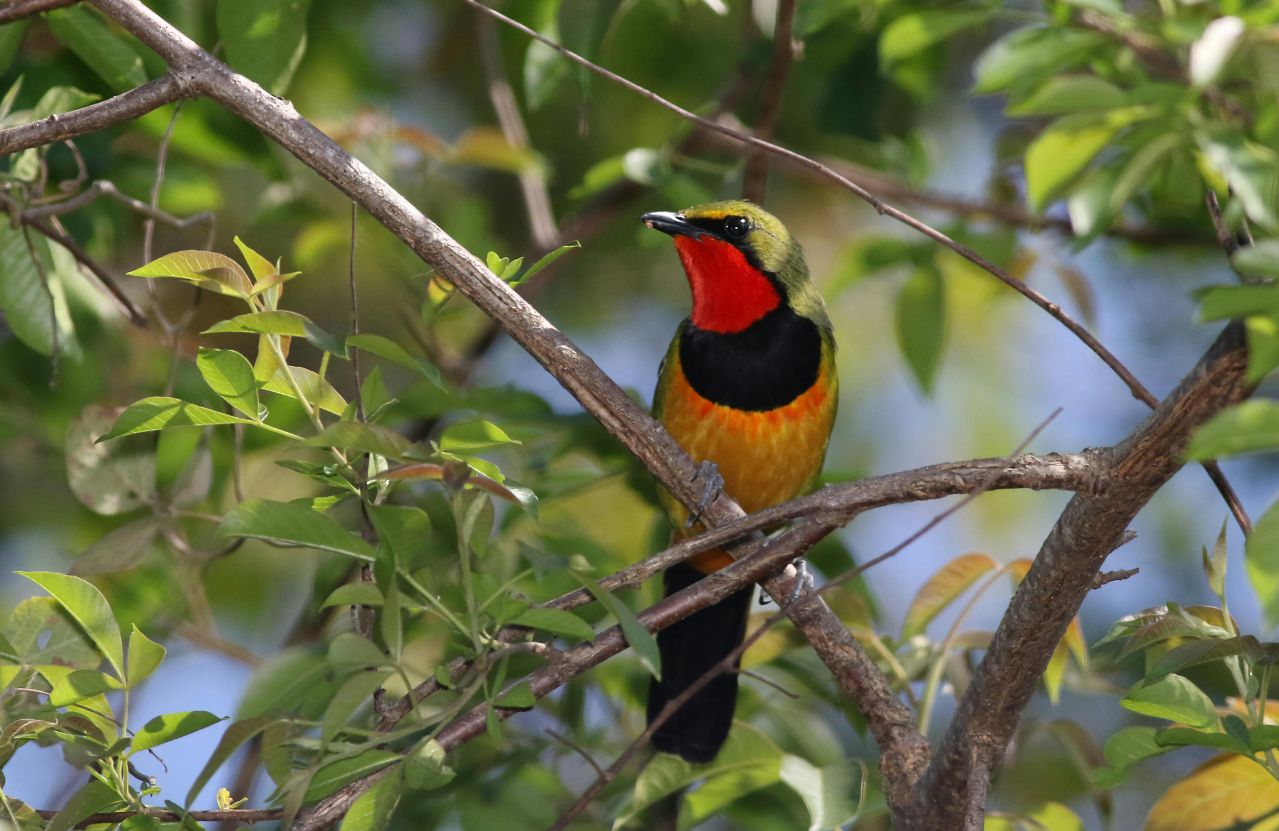 Regional community support activity